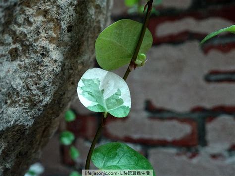 薜荔風水|（耐陰植物）攀爬藤蔓植物：薜荔，插枝水耕就能活（。